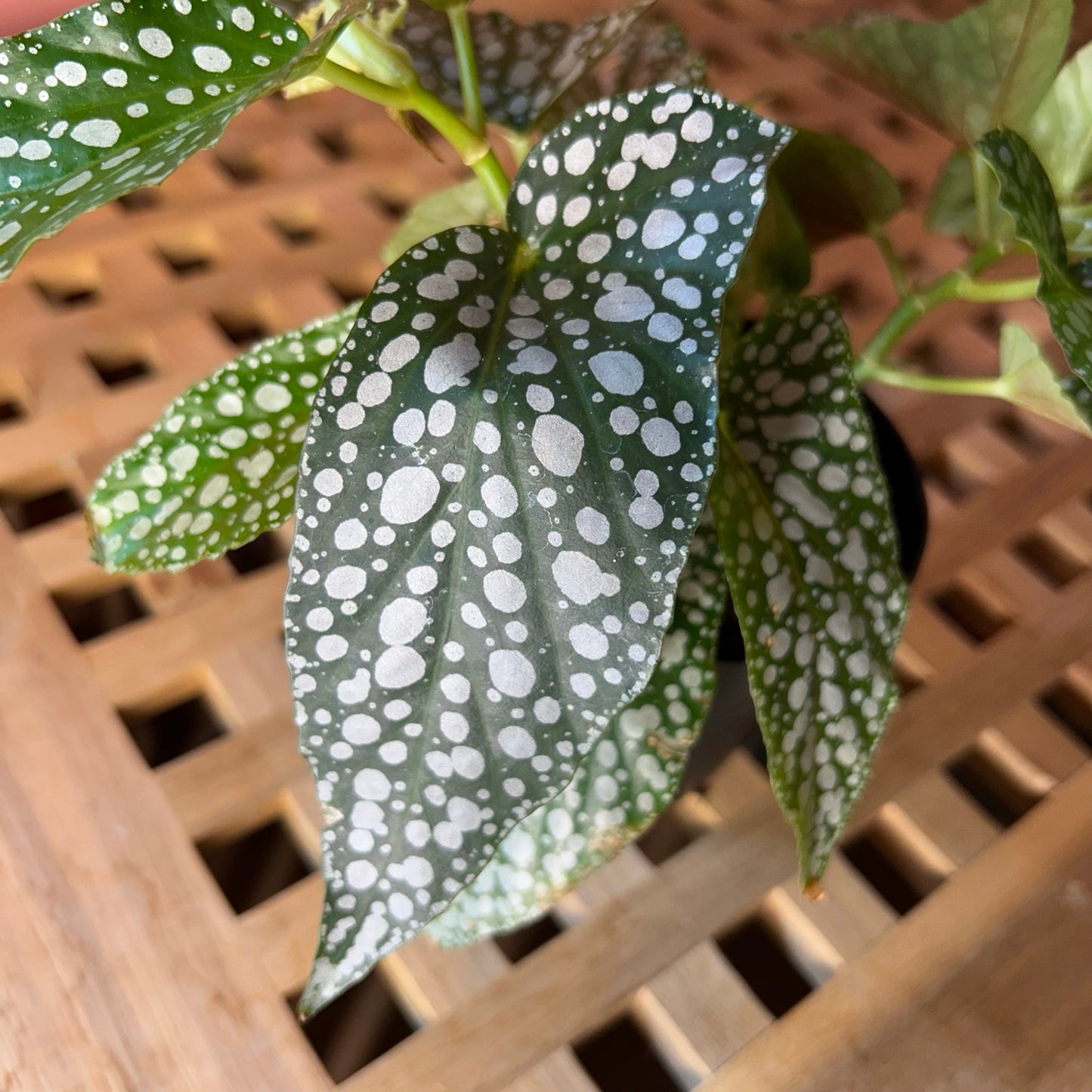 Begonia Maculata