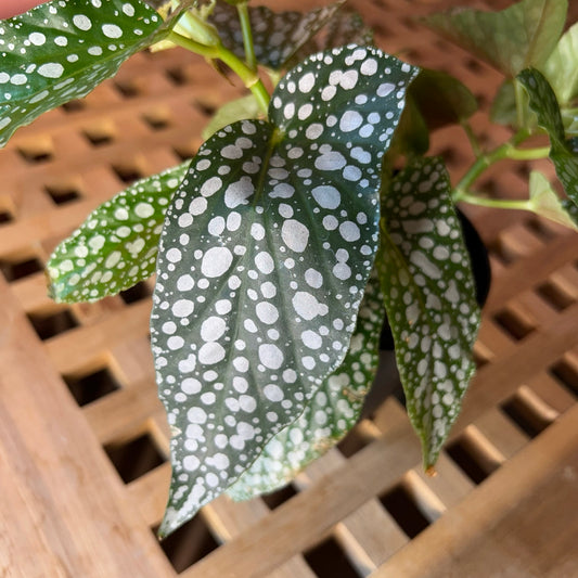 Begonia Maculata