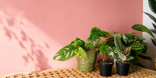 Welcome to The Planty Girl Co. 🌿