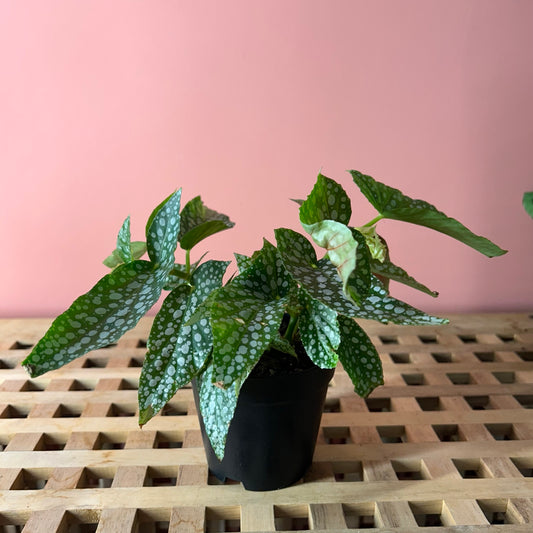 Begonia Maculata